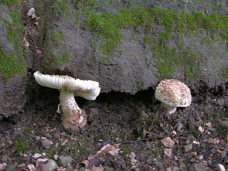 Prime Amanita rubescens e vaginata